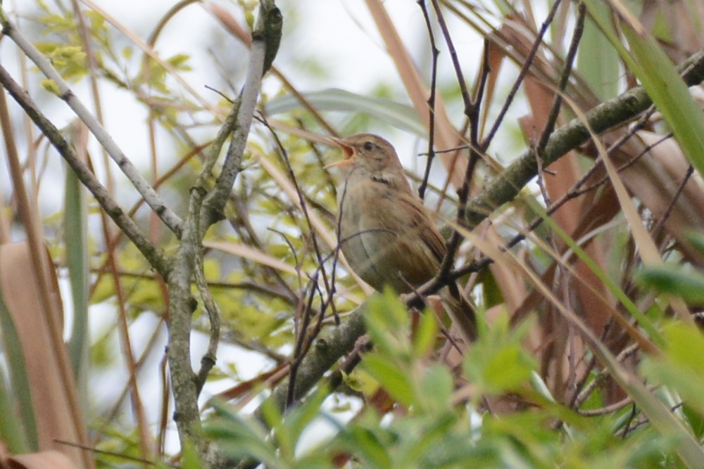 Brownish-flanked Bush Warbler - Cathy Pasterczyk