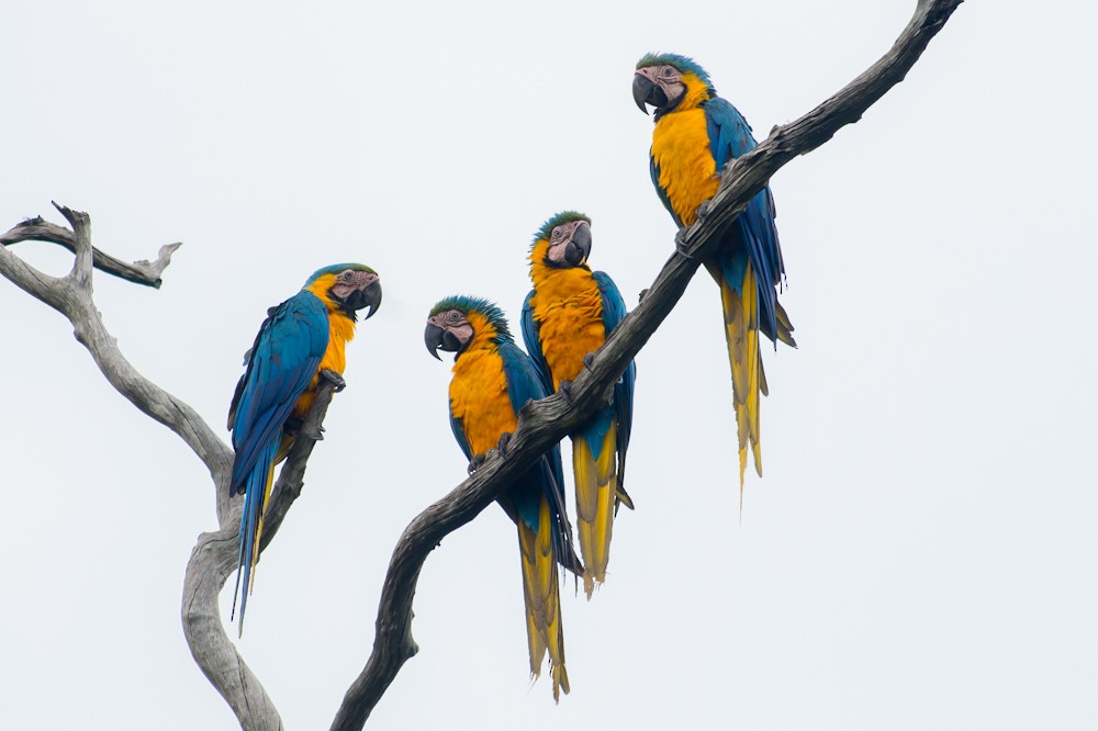 Blue-and-yellow Macaw - ML155122851