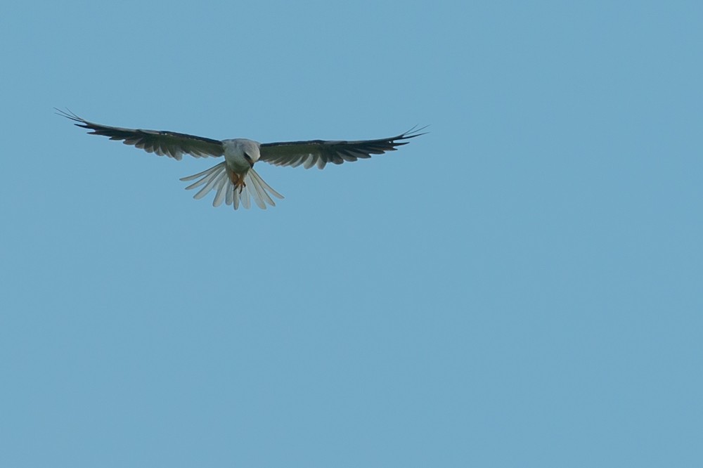 White-tailed Kite - ML155123021
