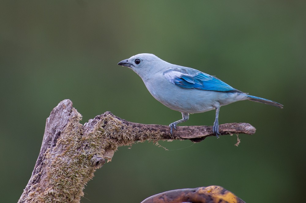 Blue-gray Tanager - ML155123041