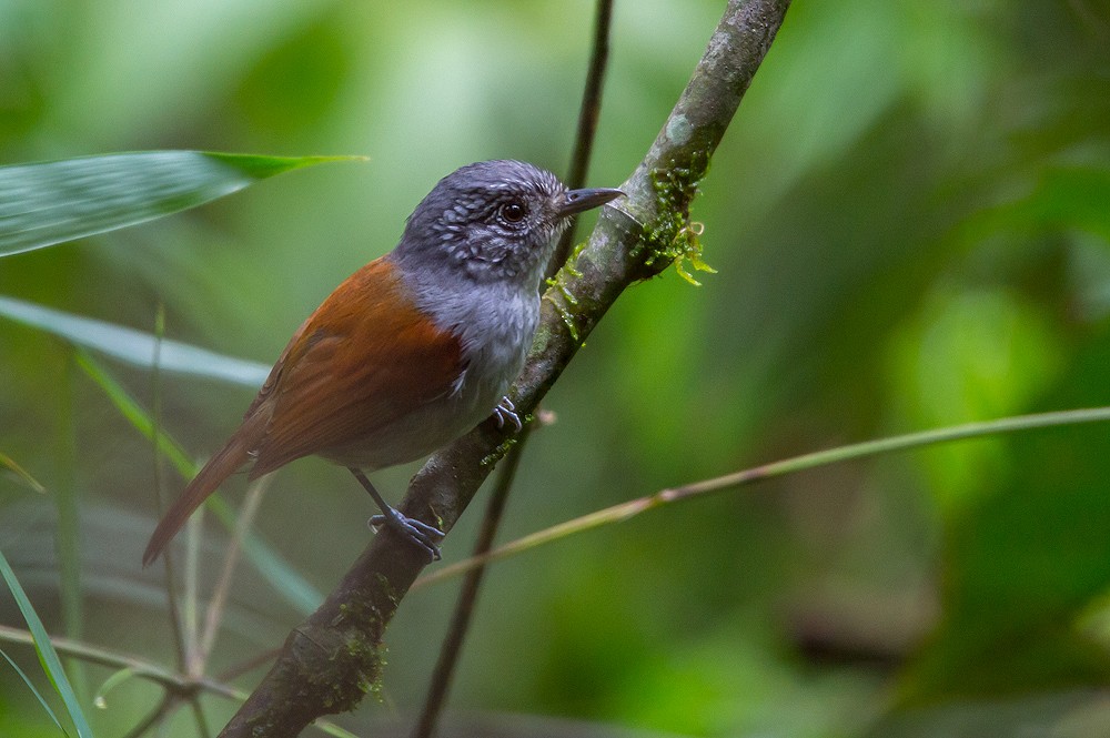Rufous-backed Antvireo - Joao Quental JQuental