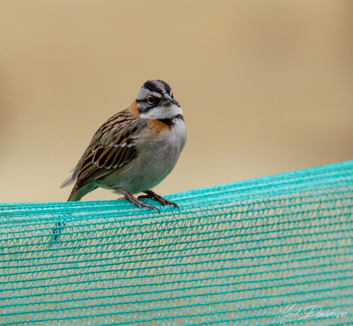 Rufous-collared Sparrow - Mark Davidson