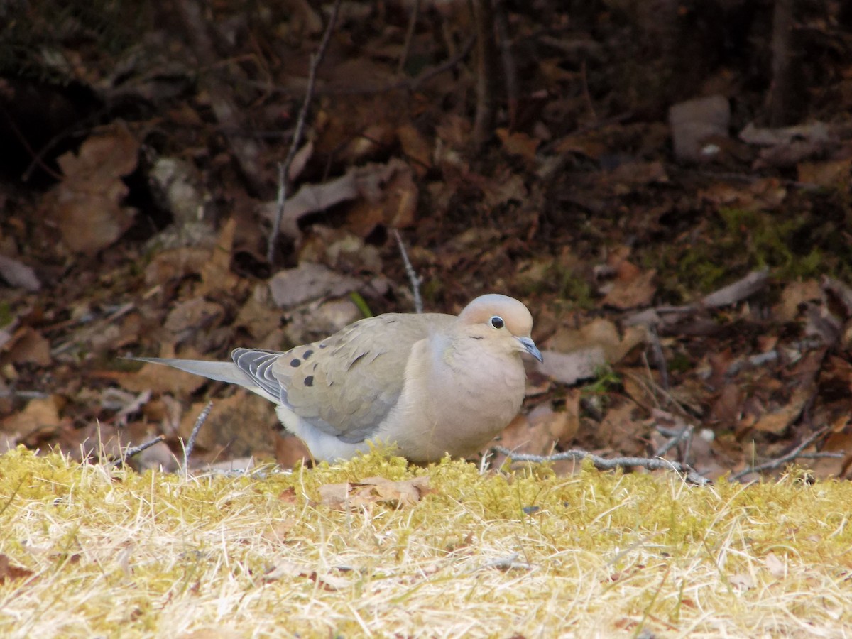 Mourning Dove - The Real Anonymous