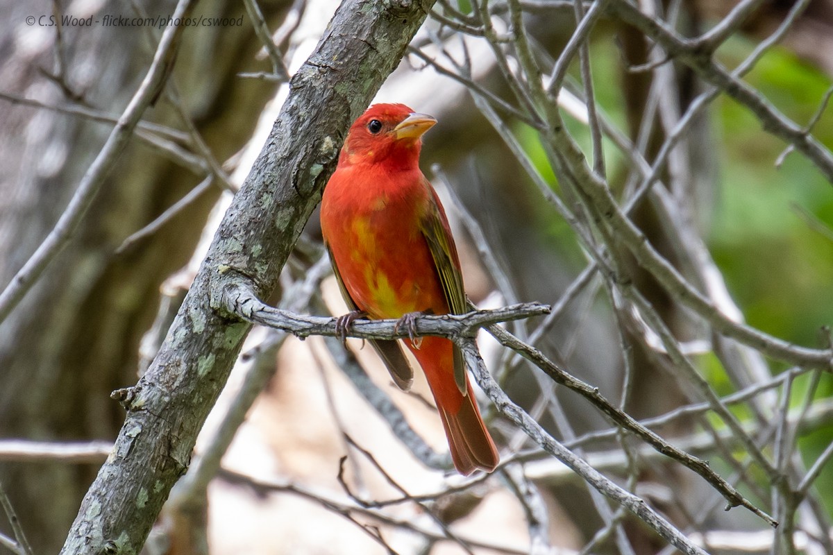 Summer Tanager - Chris S. Wood