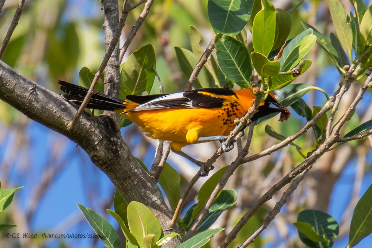 Spot-breasted Oriole - Chris S. Wood