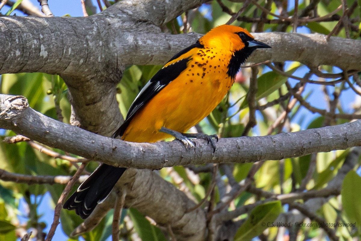 Spot-breasted Oriole - ML155131761