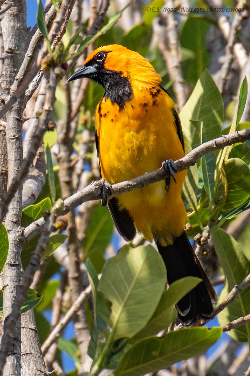 Spot-breasted Oriole - Chris S. Wood