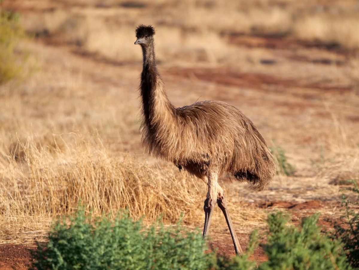 Emu - Peter Lowe