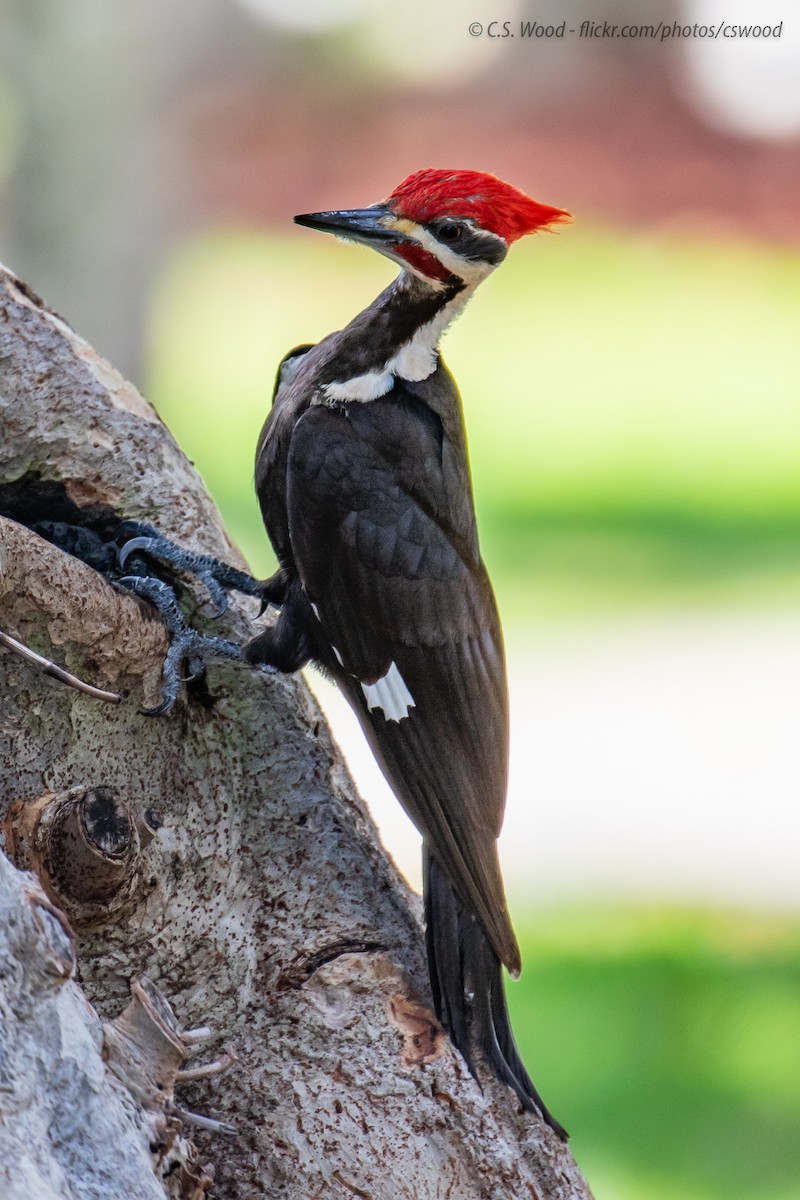 Pileated Woodpecker - Chris S. Wood