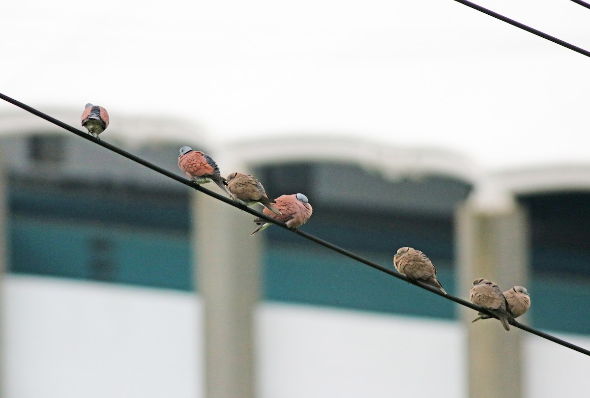 Red Collared-Dove - 佑淇 陳