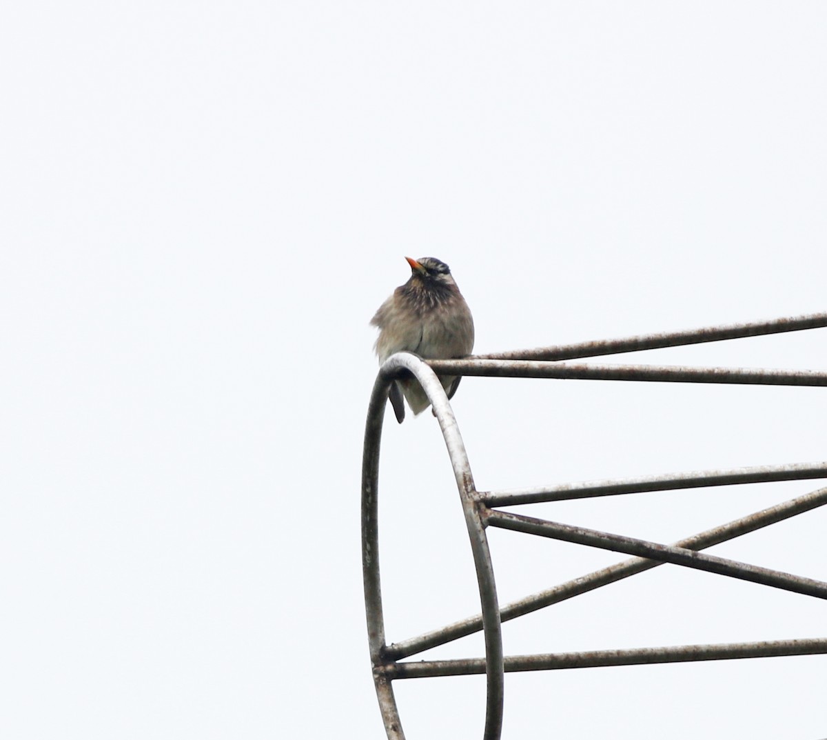 White-cheeked Starling - 佑淇 陳