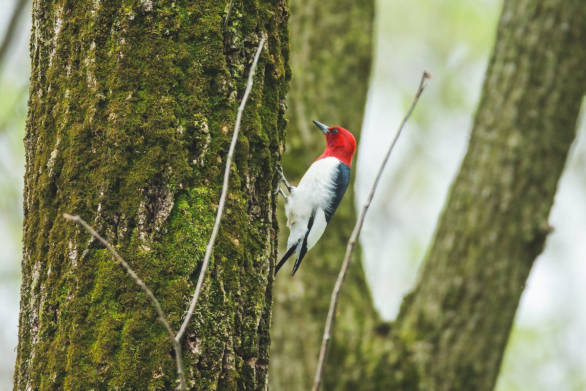 Red-headed Woodpecker - ML155144681
