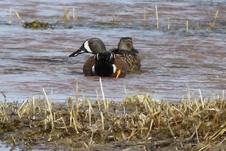 Blue-winged Teal, ML155146331