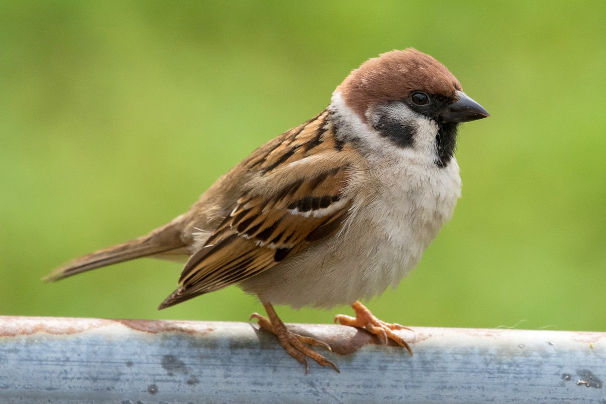 Eurasian Tree Sparrow - ML155147821