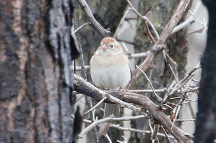 Field Sparrow - ML155148591