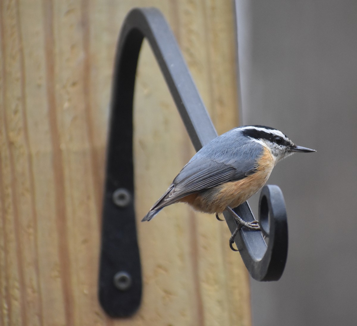 Red-breasted Nuthatch - ML155150361