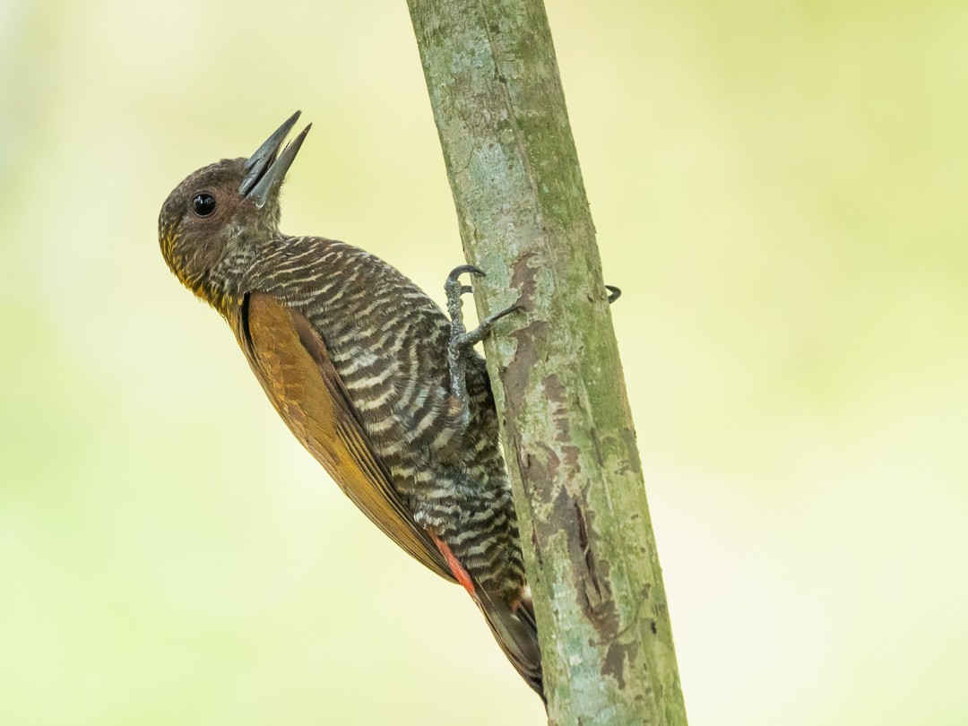 Red-rumped Woodpecker - Chris Fischer
