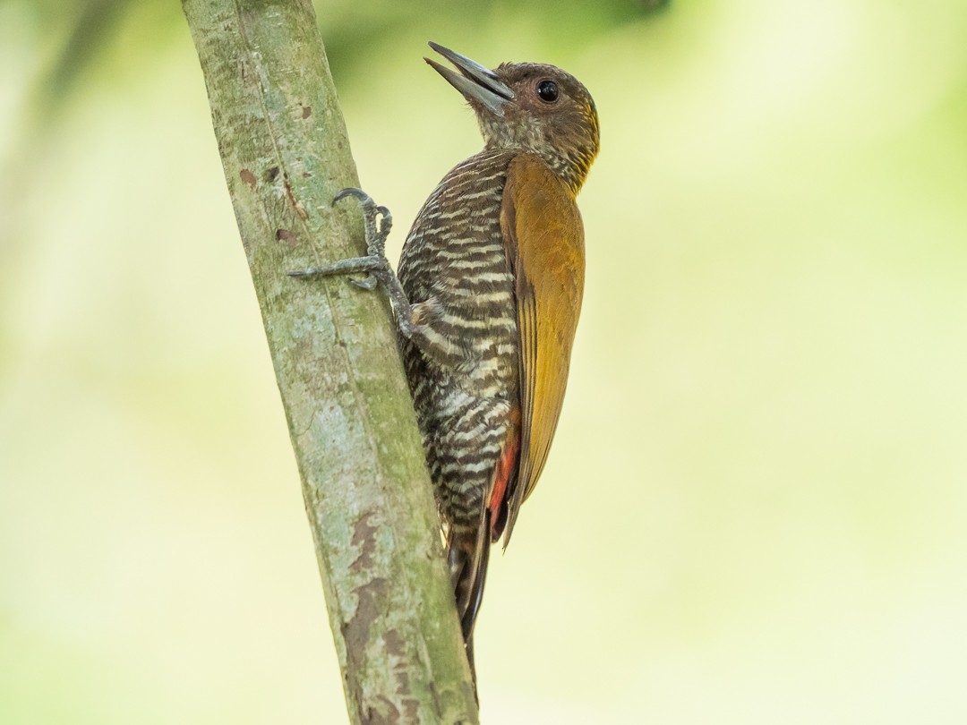 Red-rumped Woodpecker - ML155154521
