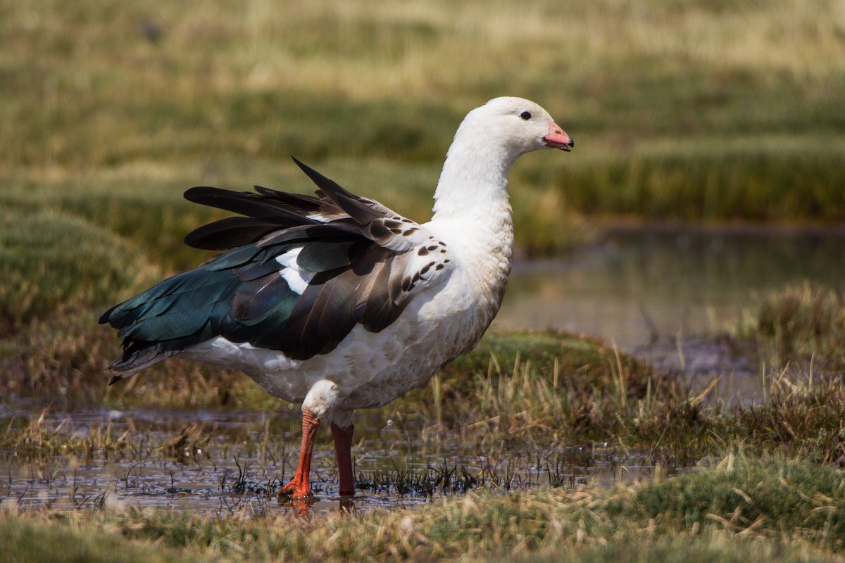 Andean Goose - ML155159341