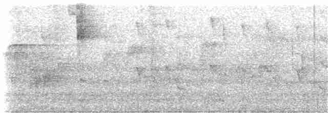 White-striped Woodcreeper - ML155161361