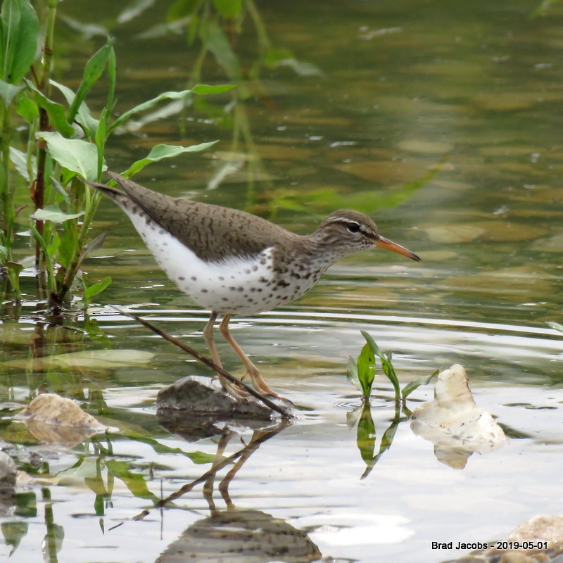 Spotted Sandpiper - Brad Jacobs