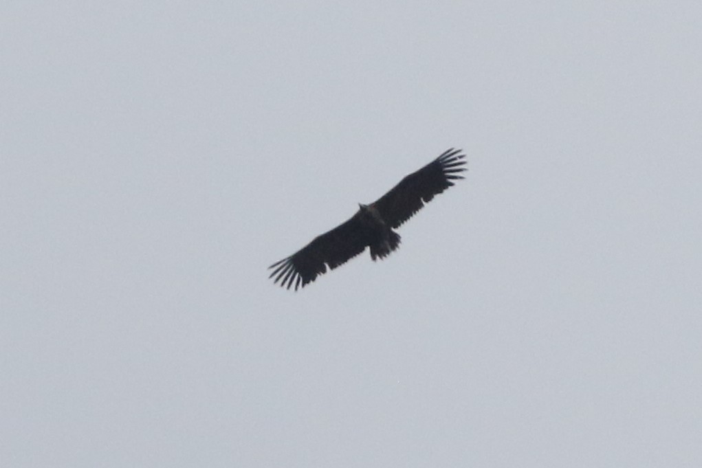 Cinereous Vulture - ML155169421