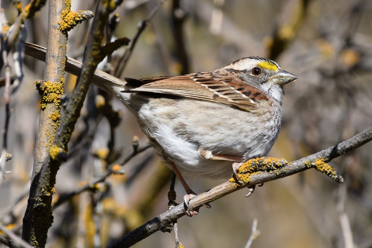 White-throated Sparrow - ML155170261
