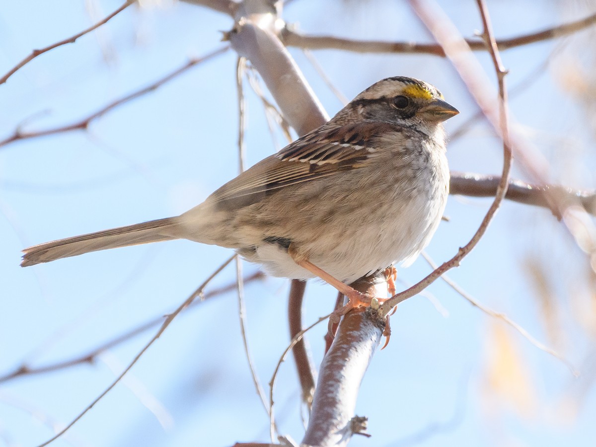 White-throated Sparrow - ML155170391