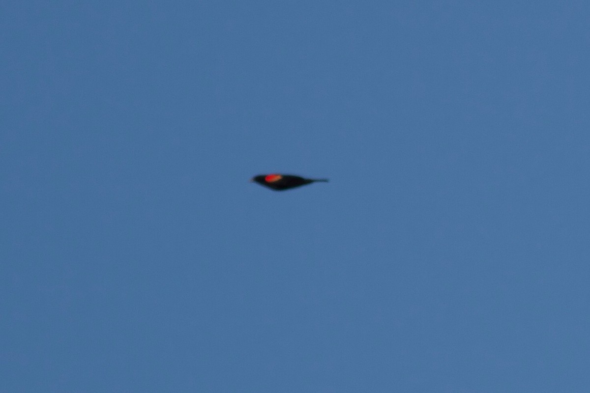 Red-winged Blackbird - ML155171491