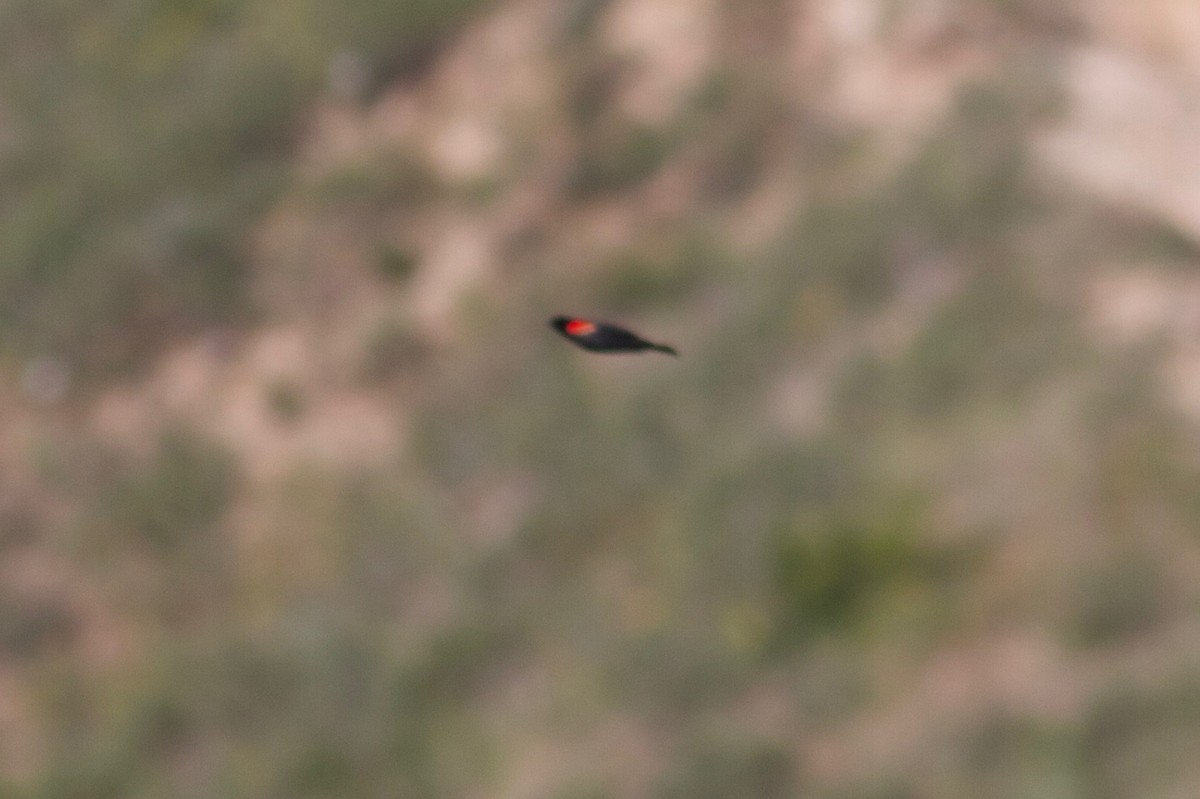 Red-winged Blackbird - ML155173171
