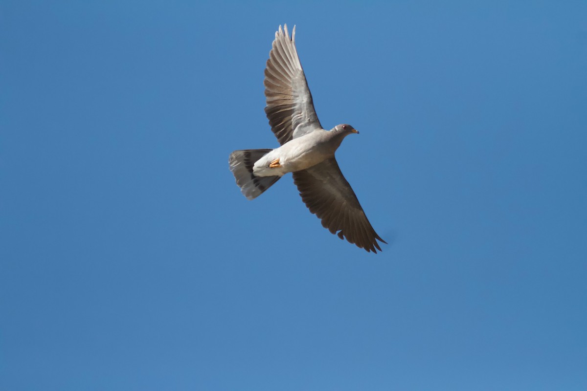 Полосатохвостый голубь - ML155174501