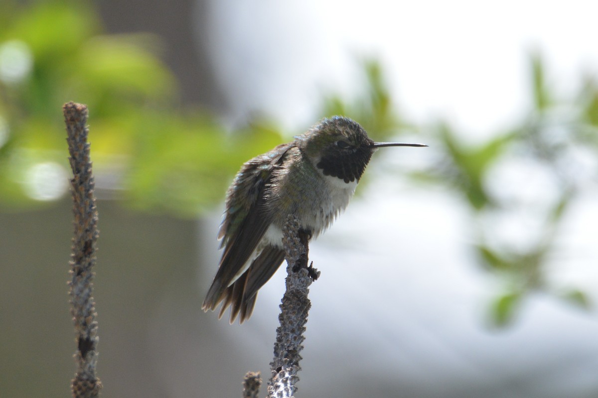 Broad-tailed Hummingbird - ML155177021