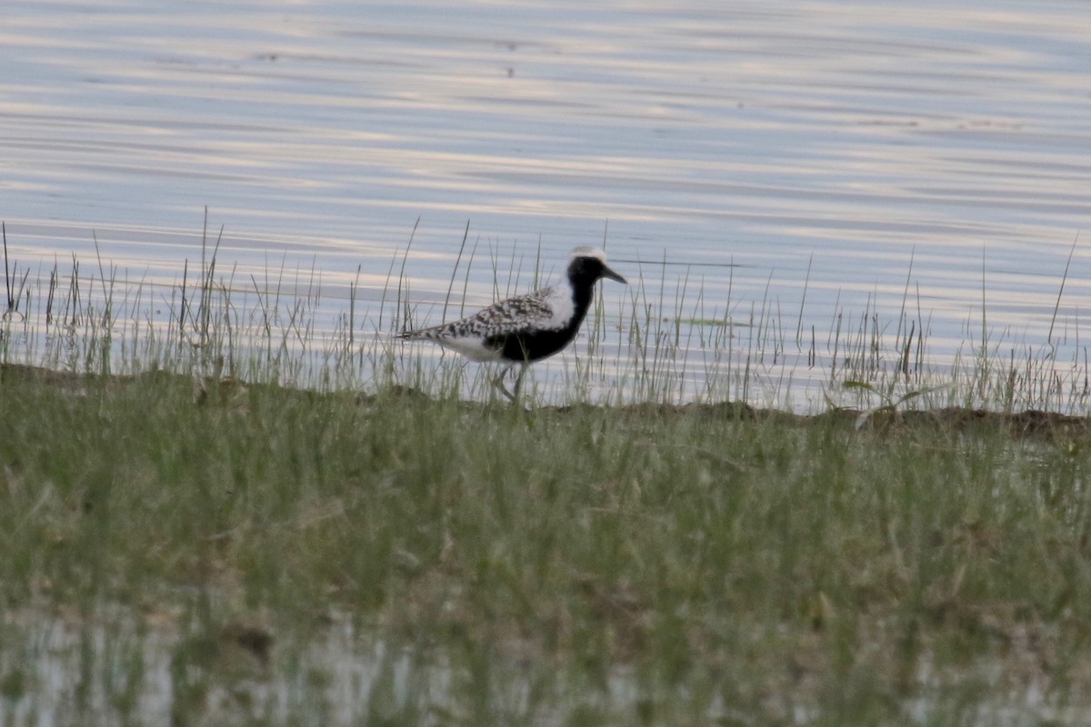 Black-bellied Plover - Gil Ewing