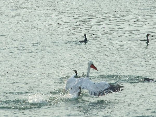 pelikán kadeřavý - ML155184031