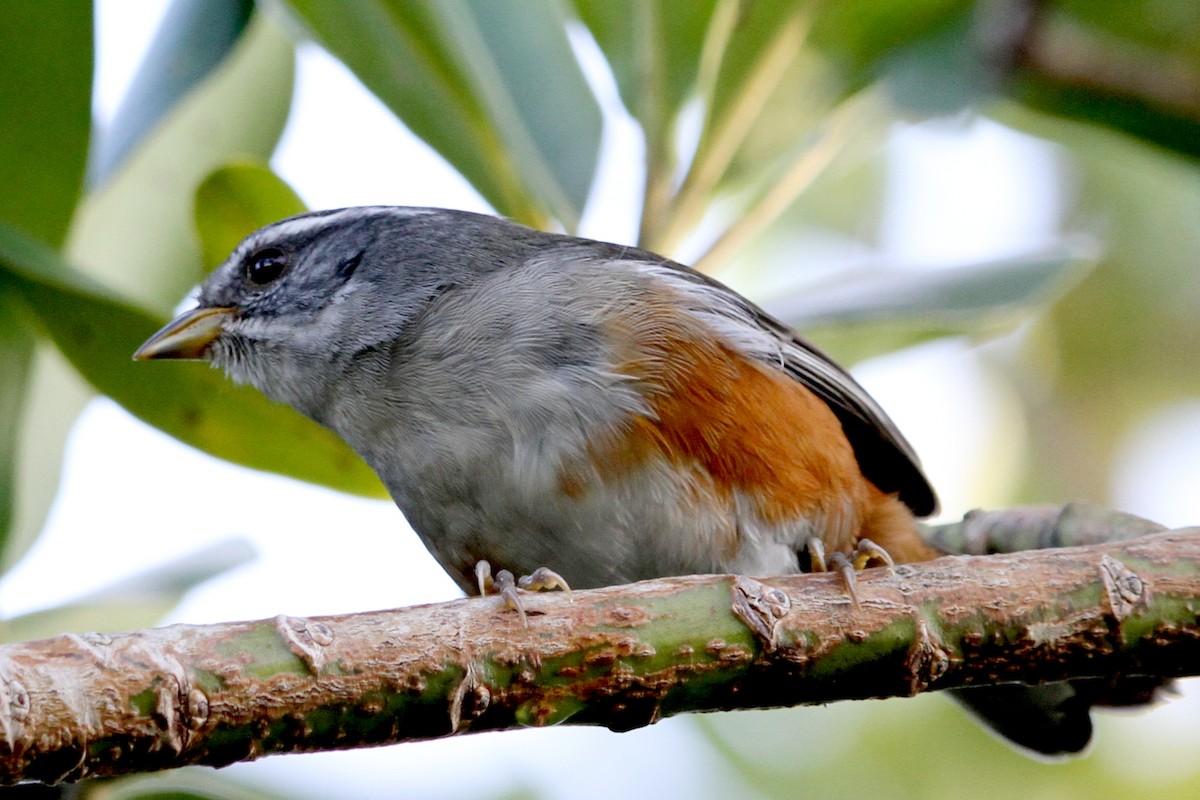 Gray-throated Warbling Finch - ML155184921