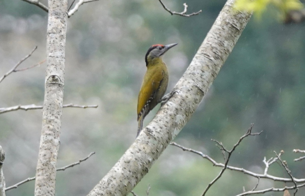 Gray-headed Woodpecker - ML155187801