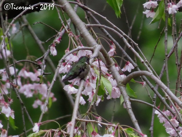 Ruby-throated Hummingbird - Rafael Campos-Ramírez