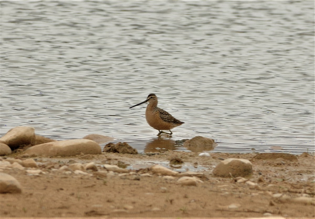Long-billed Dowitcher - ML155199601