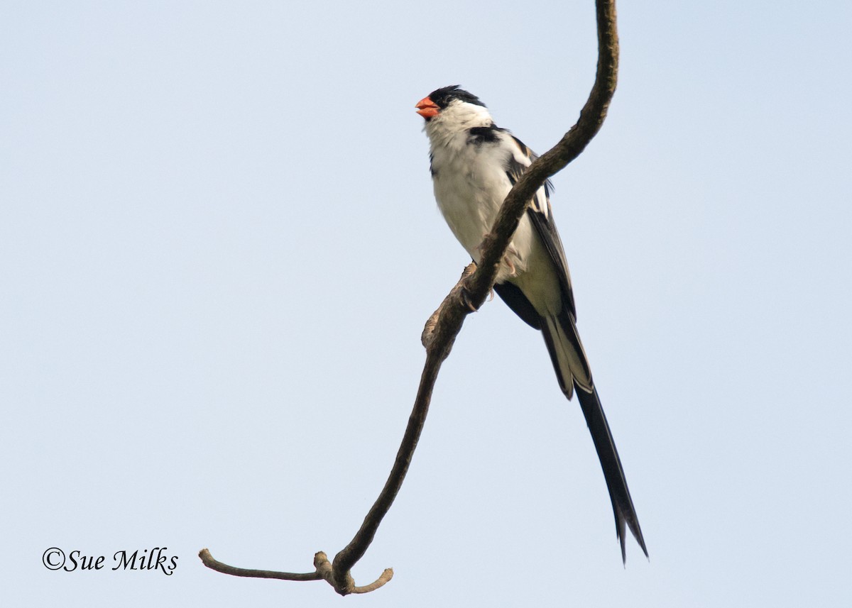 Pin-tailed Whydah - ML155201851