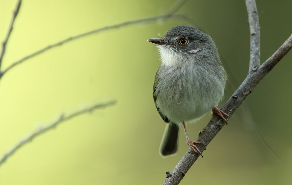 Pearly-vented Tody-Tyrant - ML155202261
