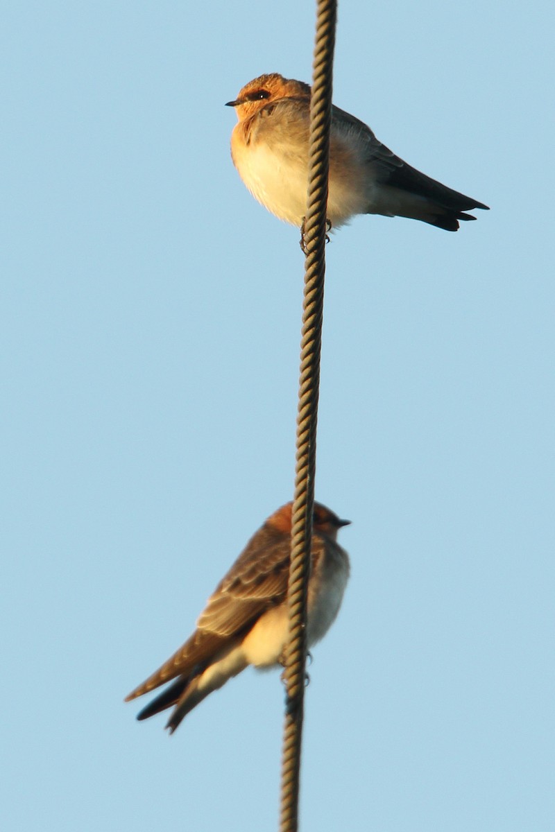 Tawny-headed Swallow - Martjan Lammertink