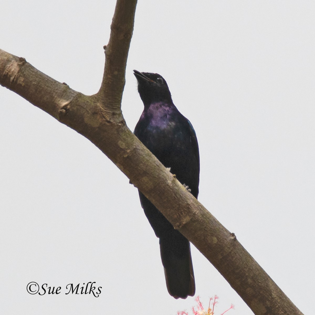 Purple-throated Cuckooshrike - ML155203321