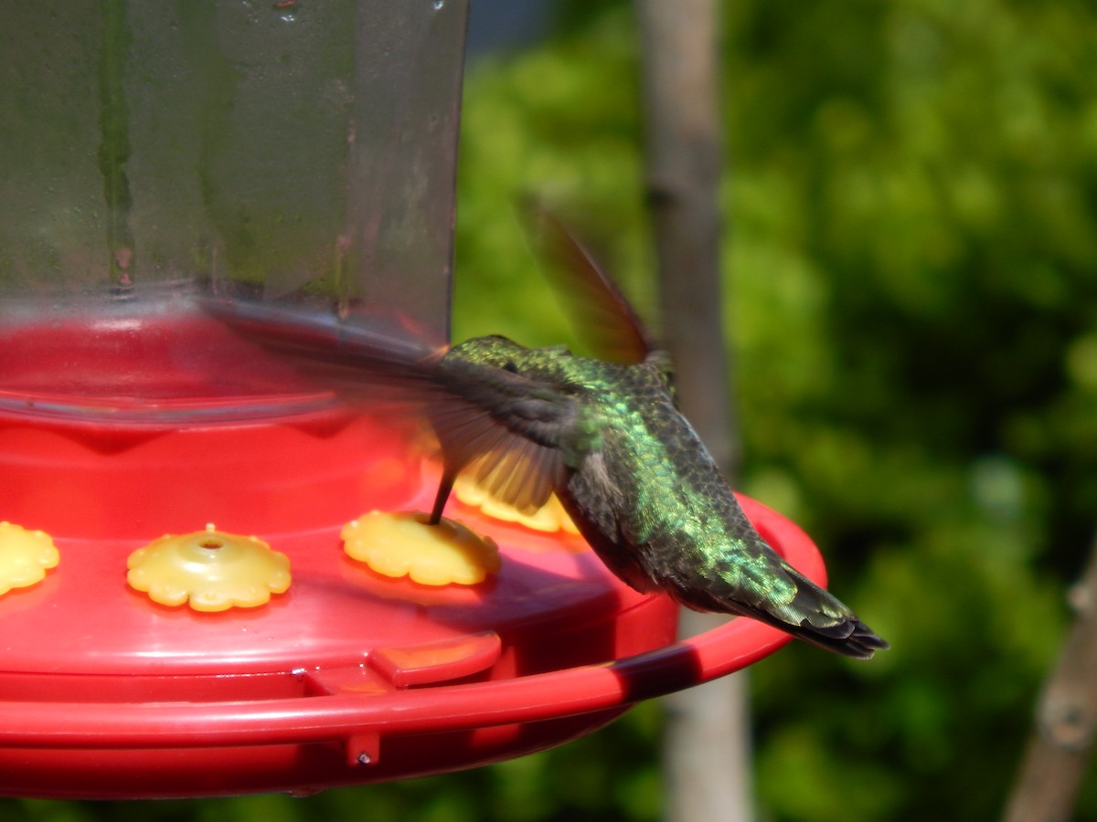 Anna's Hummingbird - ML155207371