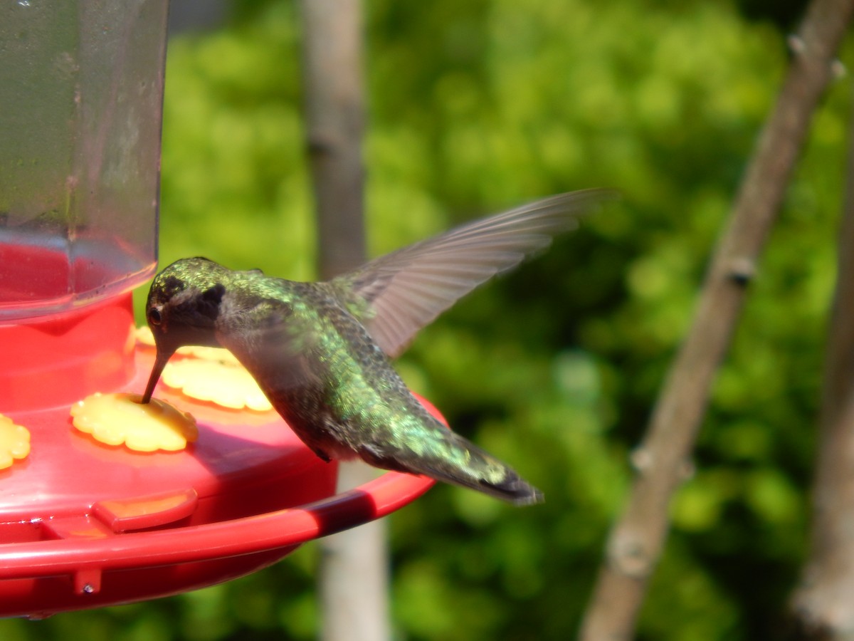 Anna's Hummingbird - ML155207381