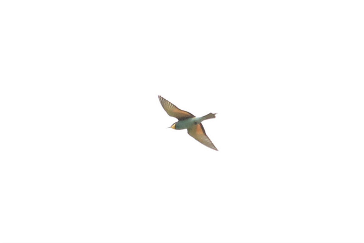 European Bee-eater - Salih MALAKCIOGLU
