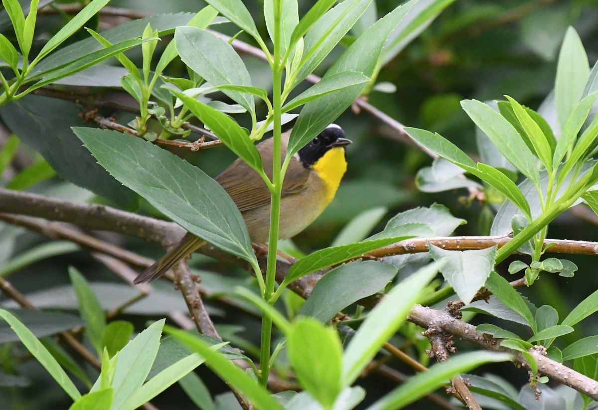 Common Yellowthroat - Brenton Mundt