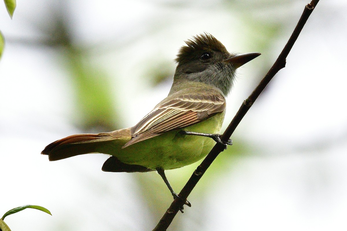 Great Crested Flycatcher - ML155208611