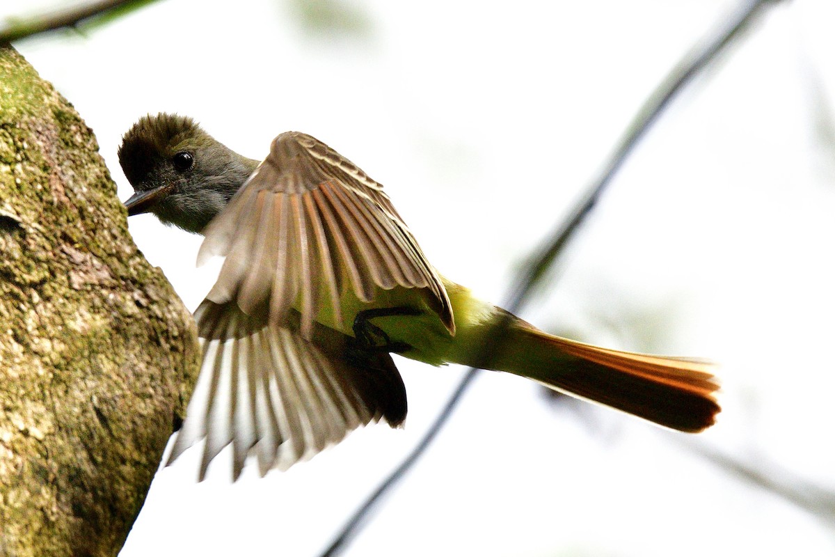 Great Crested Flycatcher - ML155208621