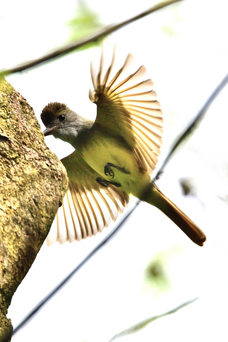 Great Crested Flycatcher - ML155208631