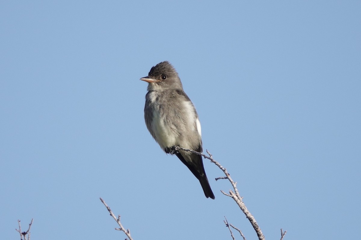 Olive-sided Flycatcher - Sara Griffith